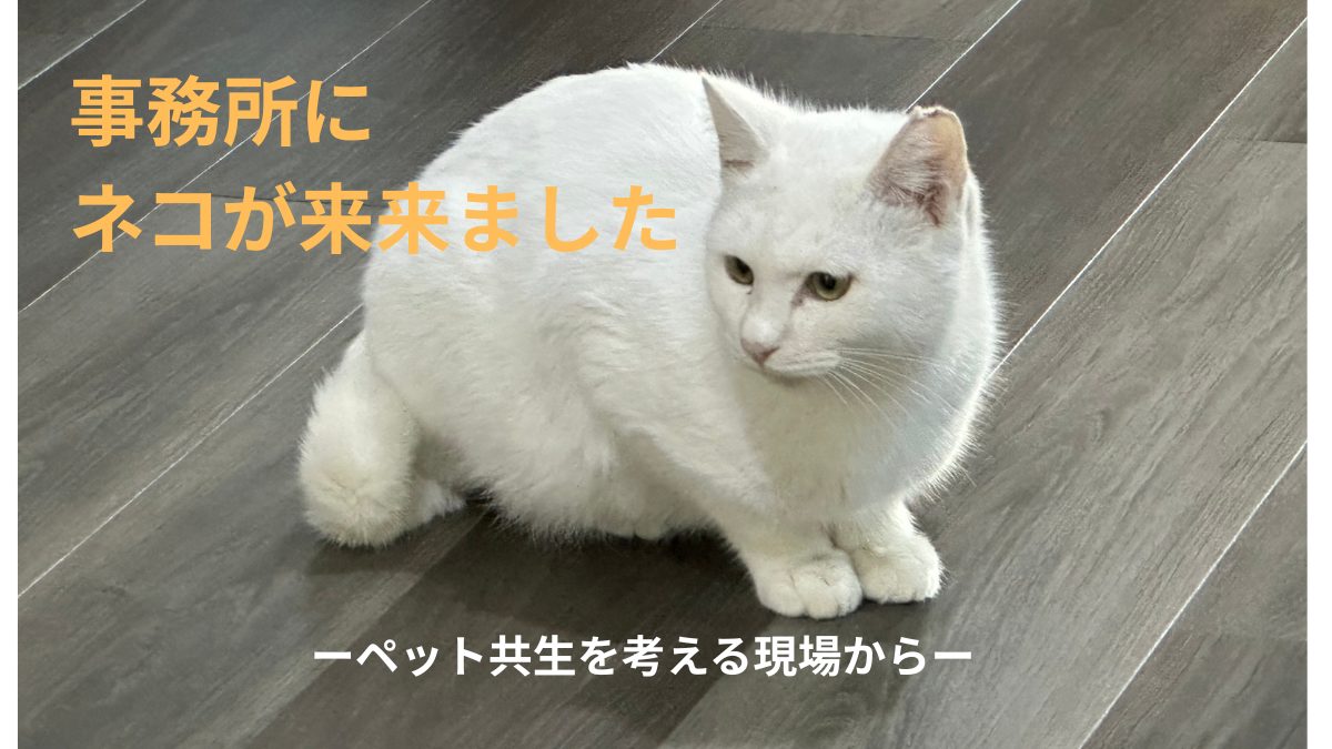 事務所に、 ネコが来ました